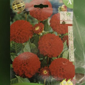 Dahlia Pompom Nescio Jardi Pradel