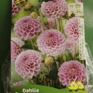 Dahlia Pompom Stolze Von Berlin Jardi Pradel