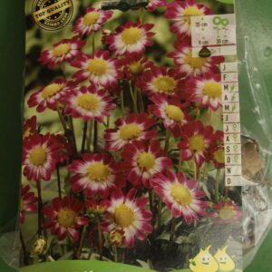 Dahlia Sweetheart Topmix Jardi Pradel