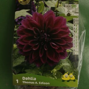 Dahlia decoratif Thomas A Edison Jardi Pradel