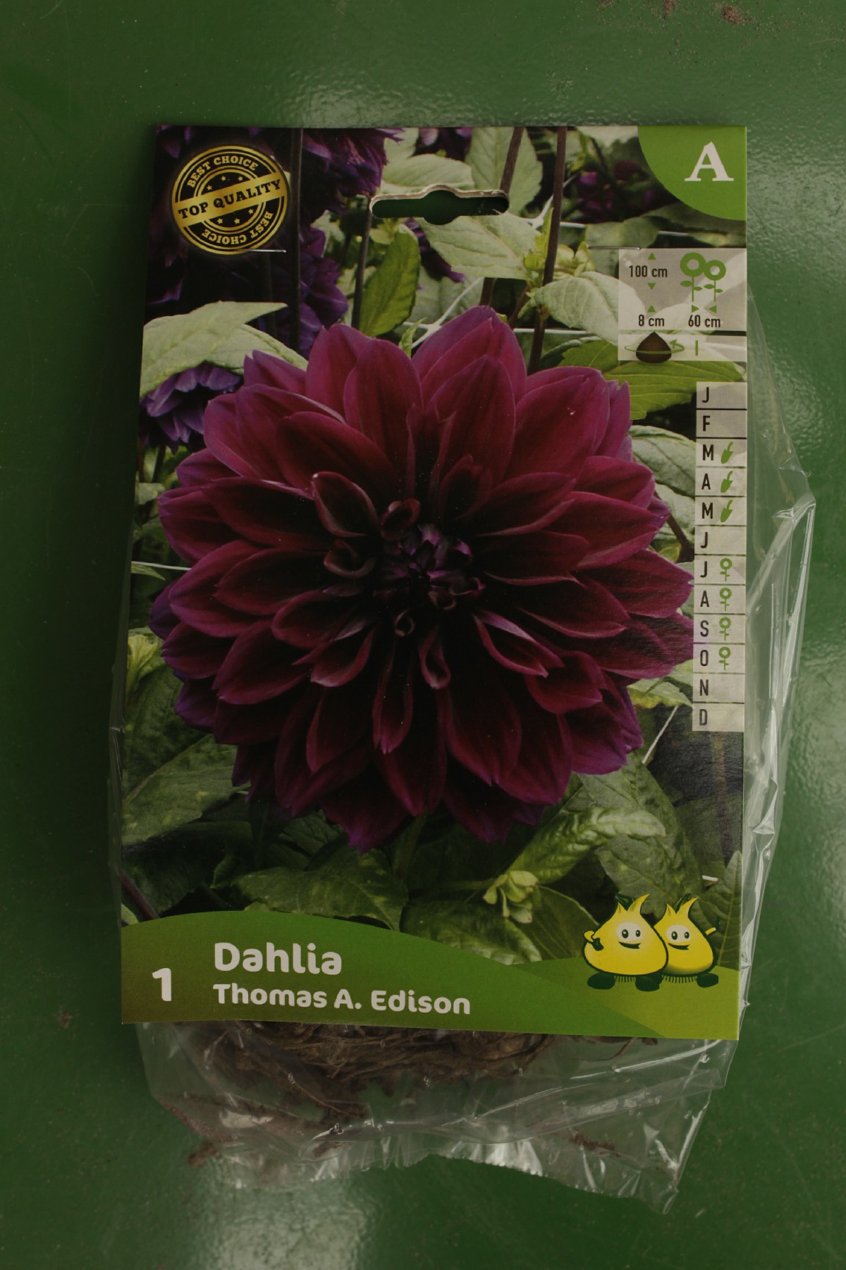 Dahlia decoratif Thomas A Edison Jardi Pradel