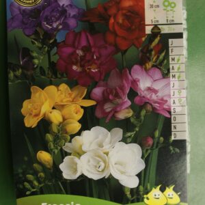 Freesia Double en melange mix 2