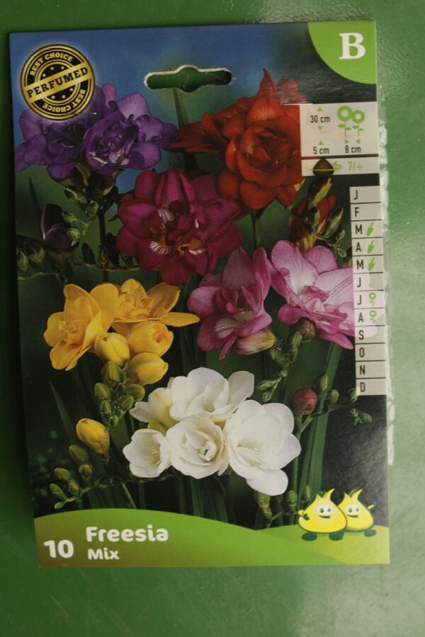 Freesia Double en melange mix 2