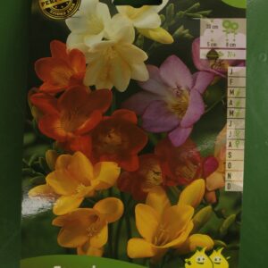 Freesia Simple en melange mix 1