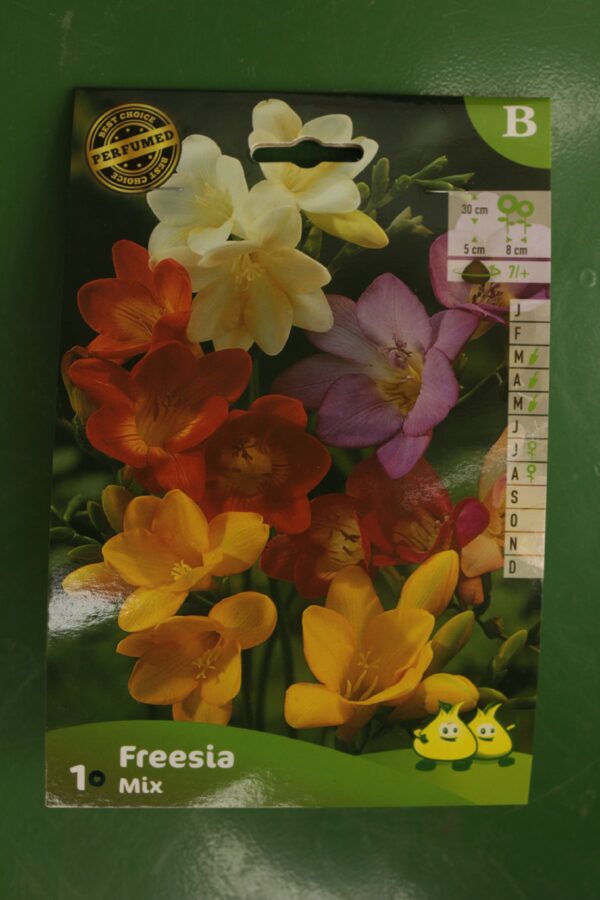 Freesia Simple en melange mix 1