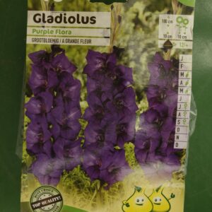 Glaieul Purple Flora Jardi Pradel