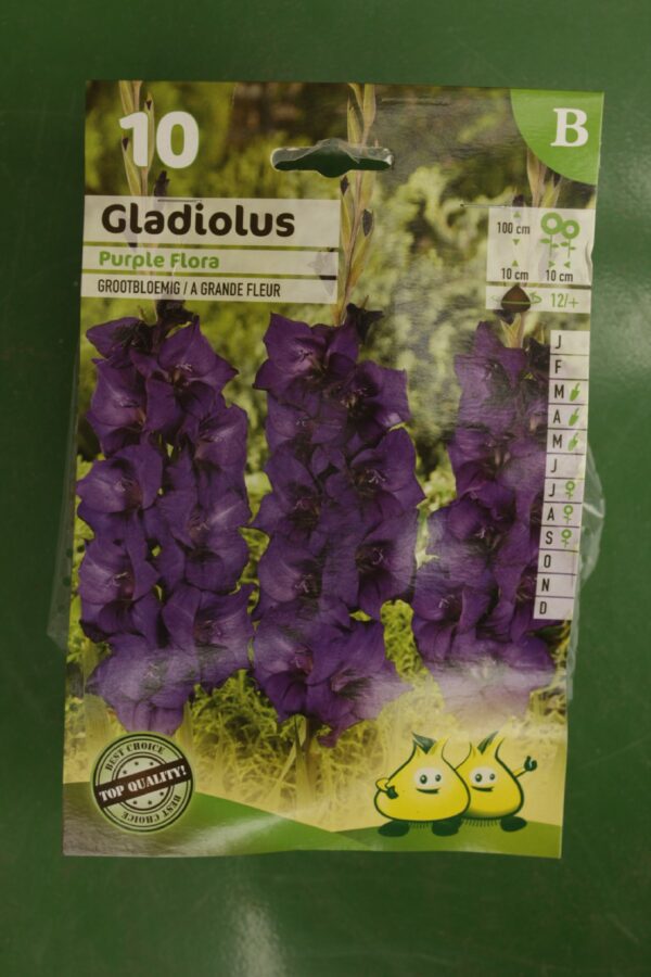 Glaieul Purple Flora Jardi Pradel