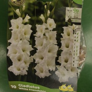 Glaieul White Jardi Pradel