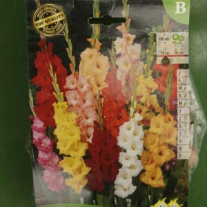 Glaieul en Melange Mix Jardi Pradel