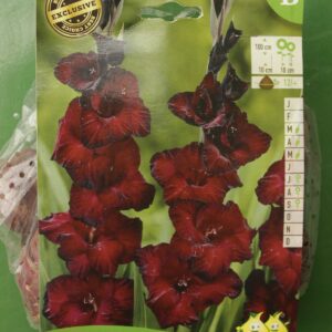 Glaieuls Black Suprice Jardi Pradel