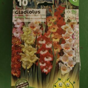 Glaieuls Butterfly Jardi Pradel
