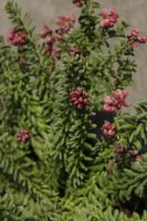 Grevillea Mount Tamboritha 3