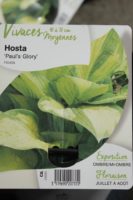 Hosta Pauls Glory 1