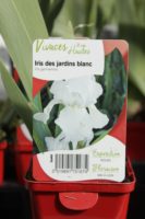Iris Des Jardins Blanc 1