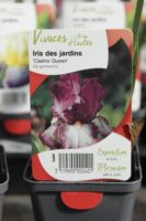 Iris Des Jardins Casino Queen 1
