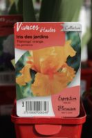 Iris Des Jardins Flamingo Orange 1