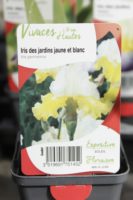 Iris Des Jardins Jaune et Blanc Iris Germanica 1