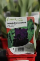 Iris Des Jardins Mauve Fonce Noir Veloute 1