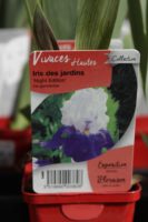 Iris Des Jardins Night Edition 1