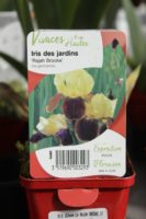 Iris Des Jardins Rajah Brooke 1