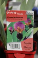 Iris Des Jardins Rose Iris Germanica Indian Chief Rose 1