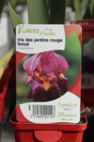 Iris Des Jardins Rouge Fonce 1