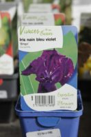 Iris Nain Bleu Violet 1