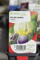 Iris des Jardins Stellata 1
