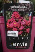 Lagerstroemia Indica Rose Obscure 2