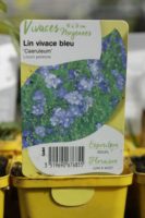 Lin Vivace bleu Caeruleum 2