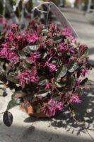 Loropetalum Chinensis 5