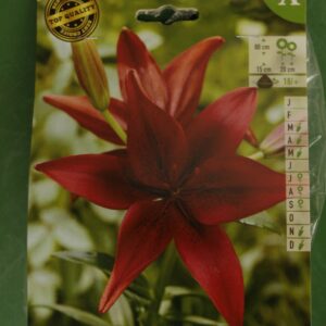 Lys Asiatique Lilium Red Night Jardi Pradel