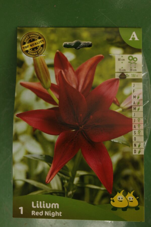 Lys Asiatique Lilium Red Night Jardi Pradel