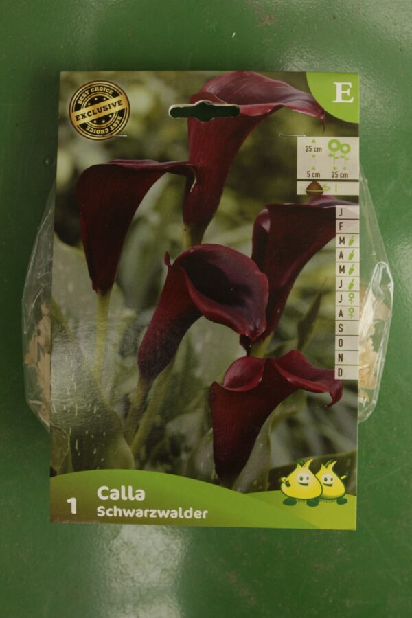 Lys Calla Schwarzwalder Jardi Pradel