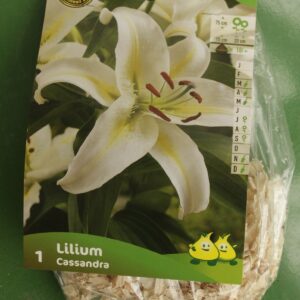 Lys Lilium Cassandra Jardi Pradel