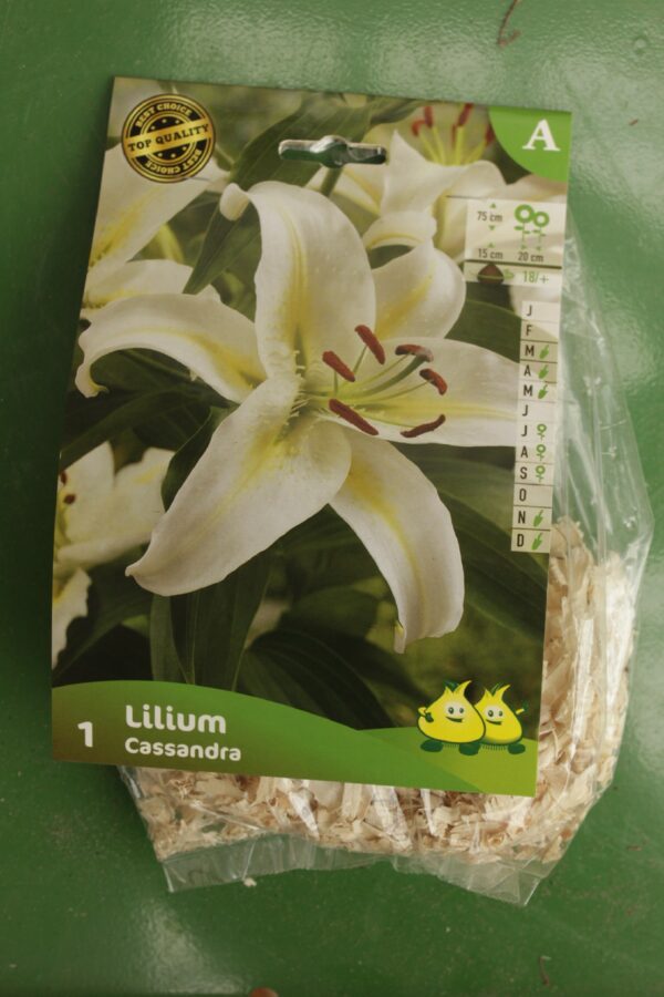 Lys Lilium Cassandra Jardi Pradel