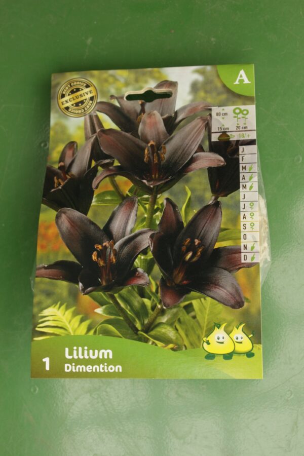 Lys Lilium Dimention Jardi Pradel