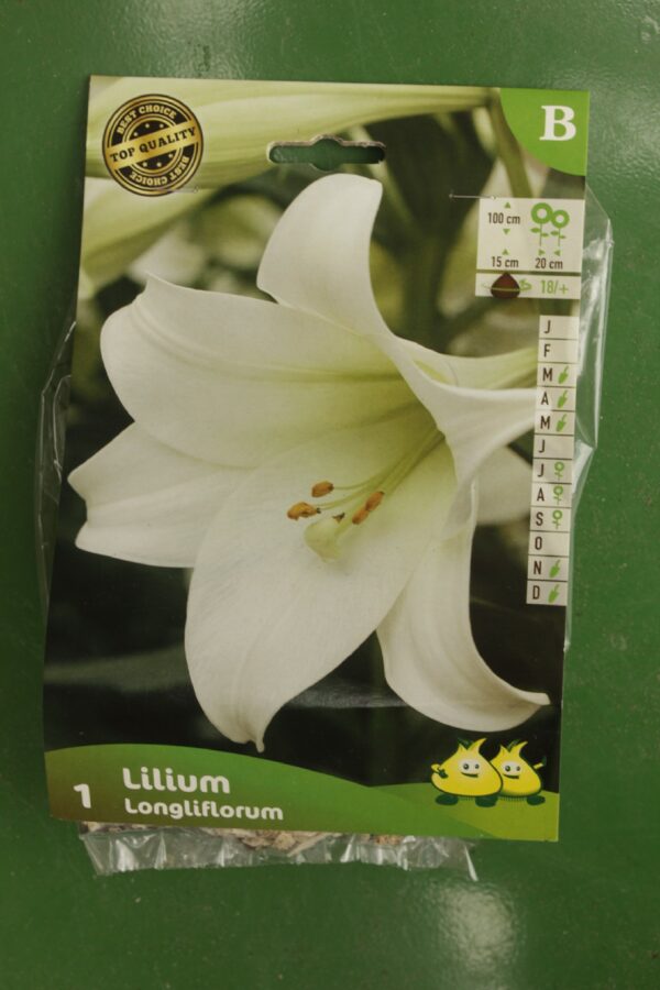 Lys Lilium Longliflorum Jardi Pradel