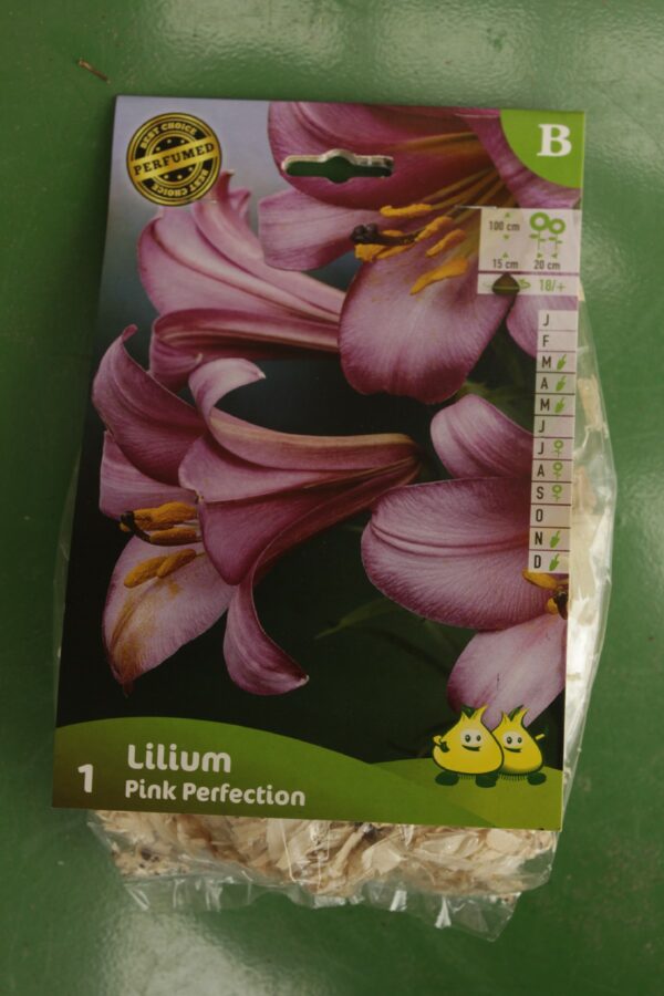 Lys Lilium Pink Perfection Jardi Pradel