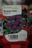 Monarde Violette Monarda 1