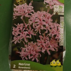 Nerine Bowdenii Jardi Pradel