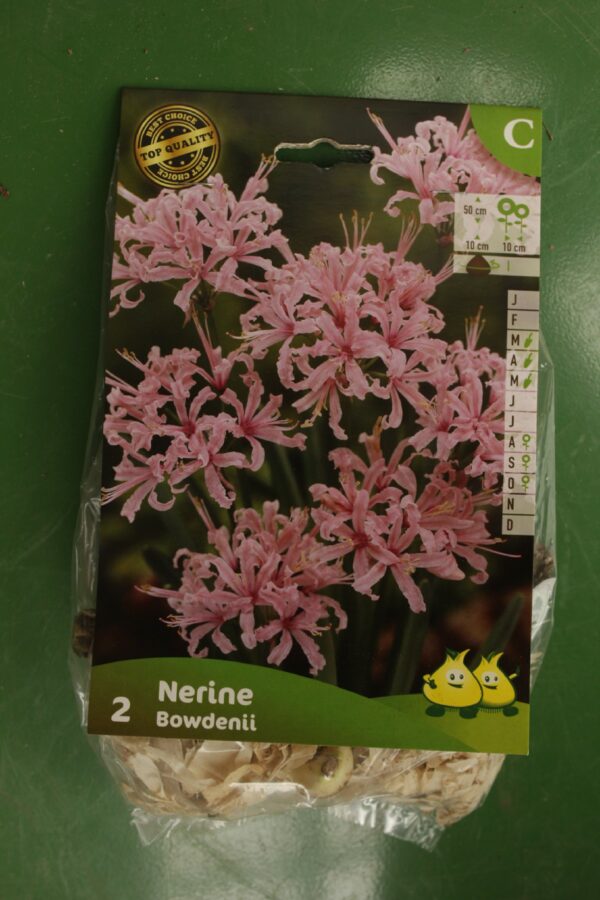 Nerine Bowdenii Jardi Pradel