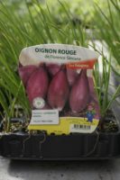 Oignon Rouge de Florence Simiane 2