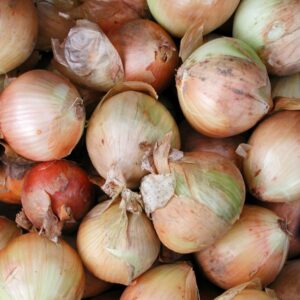 Oignon Stuttgarter 250g