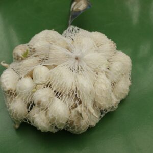 Oignons blancs Snowball a repiquer 250g 2 Jardi Pradel