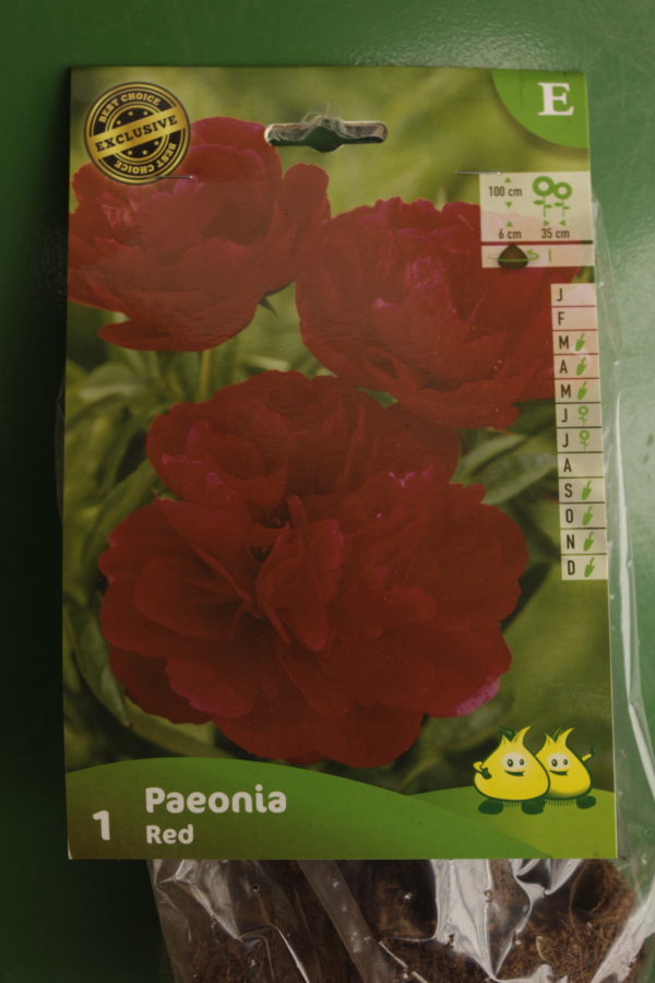 Pivoine Paeonia Rouge 3 Jardi Pradel scaled