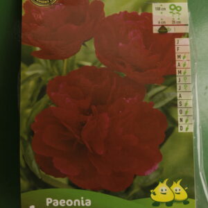 Pivoine Paeonia Rouge 3 Jardi Pradel scaled