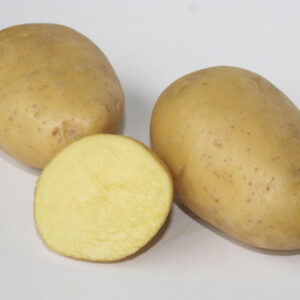 Pomme de terre Maiwen