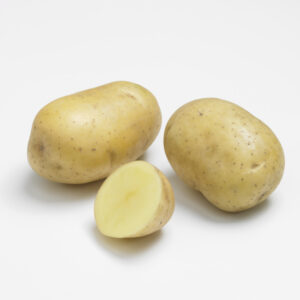 Pomme de terre Primlady