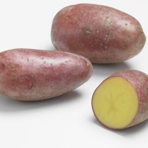 Pomme de terre Prospere